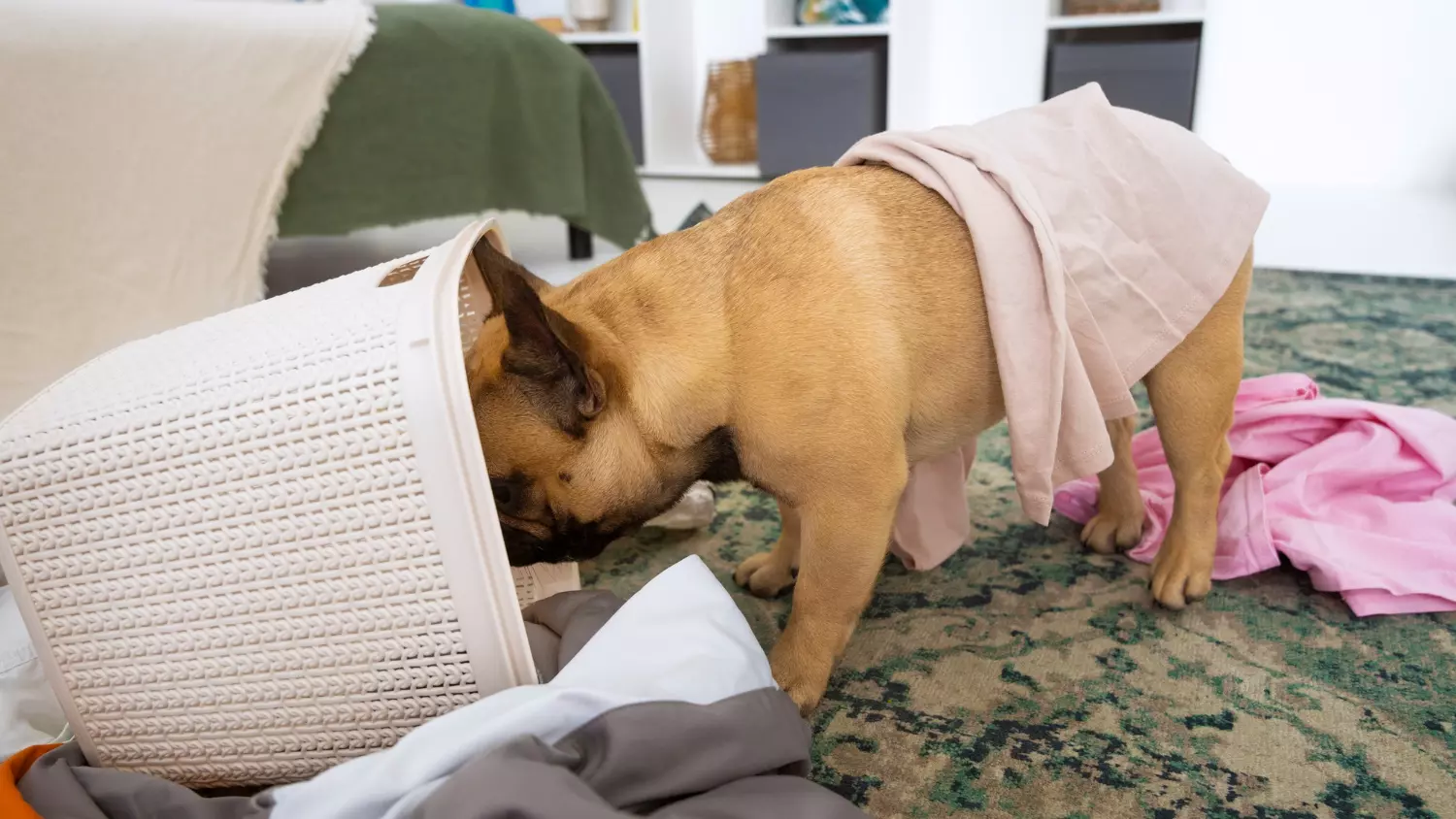AnyConv.com cute dog making mess with clothes home 自助洗衣寵物專用
